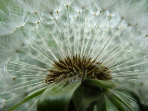 alam,menanam,fotografi,padang rumput,Dandelion,daun