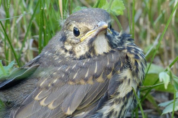 la nature,oiseau,aile,faune,le bec,Robin