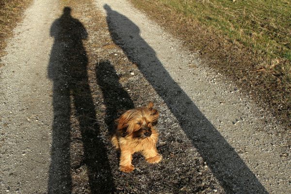 skugga,silhuett,hund,djur-,däggdjur,mänsklig