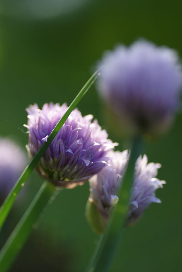 nature,grass,plant,meadow,flower,blossom