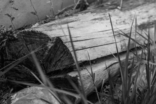 Baum, Natur, Wald, Gras, Schwarz und weiß, Struktur