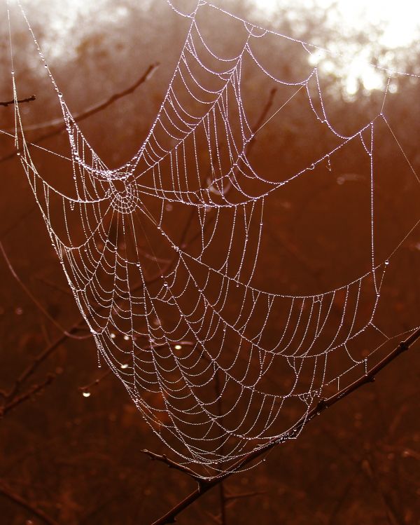 natur, fauna, material, ryggradslös, vinge, cirkel