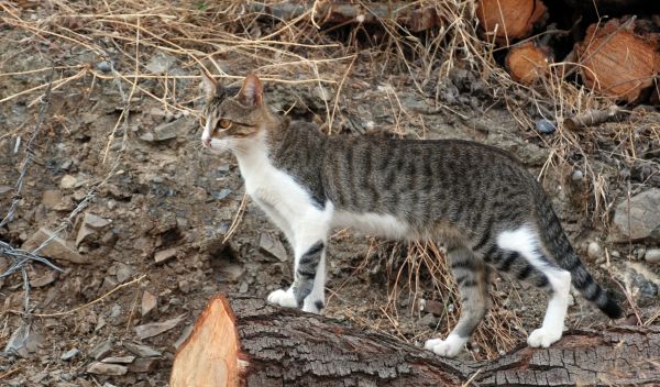 doğa,Vahşi hayat,Evcil Hayvan,hayvan,kedi,kedi