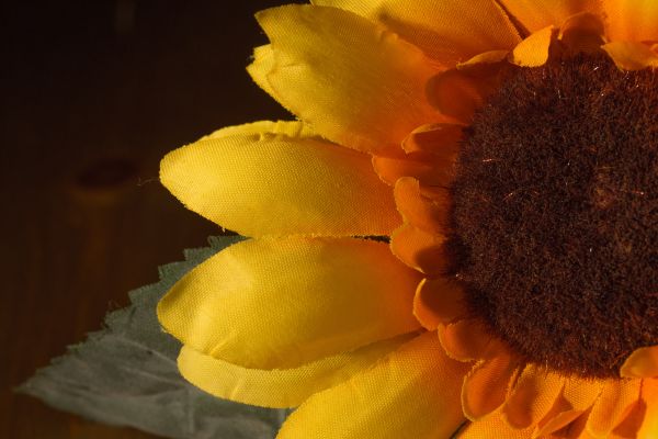 plant,photography,flower,petal,orange,pollen