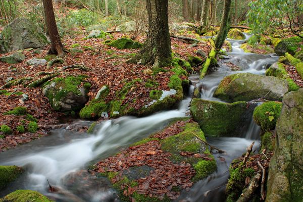 arbre, eau, la nature, forêt, cascade, ruisseau