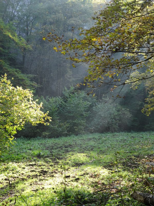 paesaggio, albero, natura, foresta, natura selvaggia, leggero