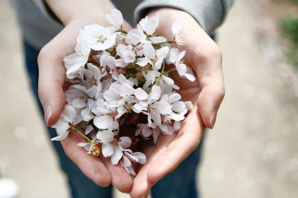 blühen, Pflanze, Frau, Fotografie, Blume, Blütenblatt