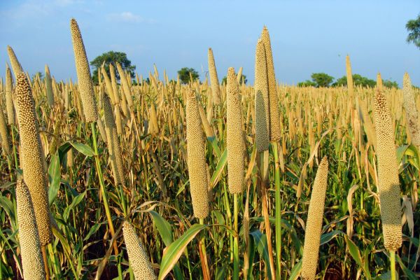 grama,plantar,céu,campo,cevada,trigo