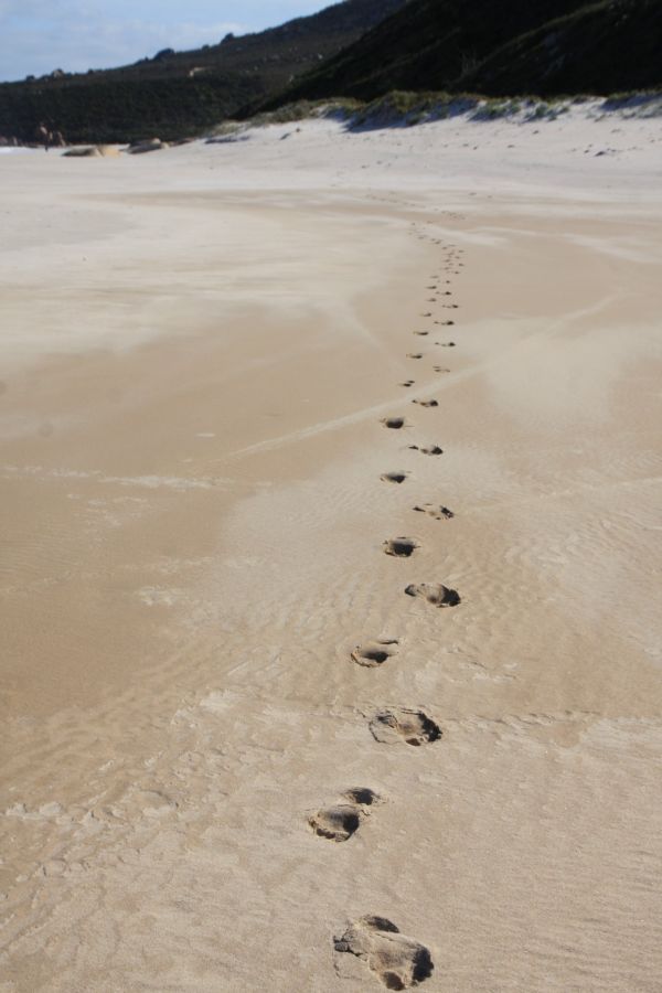 plage, mer, côte, le sable, en marchant, Piste