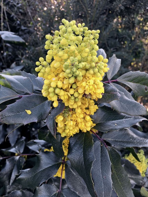 albero,fiorire,pianta,frutta,foglia,fiore