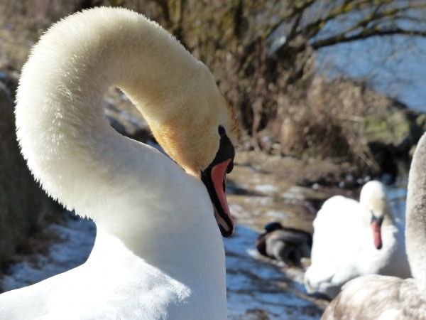 acqua, inverno, uccello, bianca, lago, animale