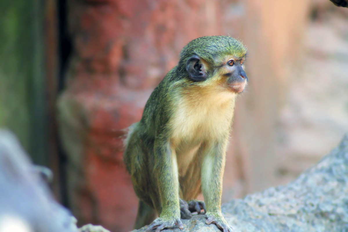 bertulang belakang, uskup agung, organisme, hewan darat, margasatwa, adaptasi, monyet, guenon, coklat kekuningan