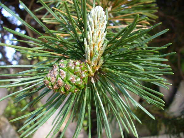 träd, skog, gren, växt, blad, blomma