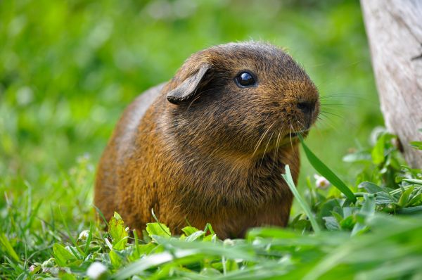 自然,草,動物,野生動物,哺乳類,リス