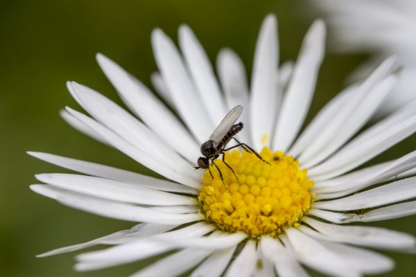 natur, blomstre, anlegg, fotografering, blomst, petal