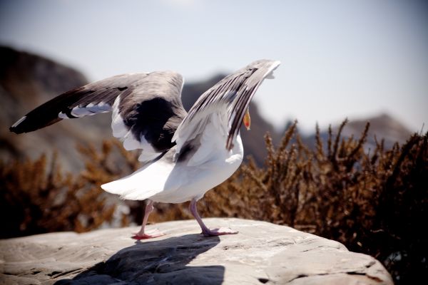 oiseau, aile, la nature, Montagne, ciel, blanc