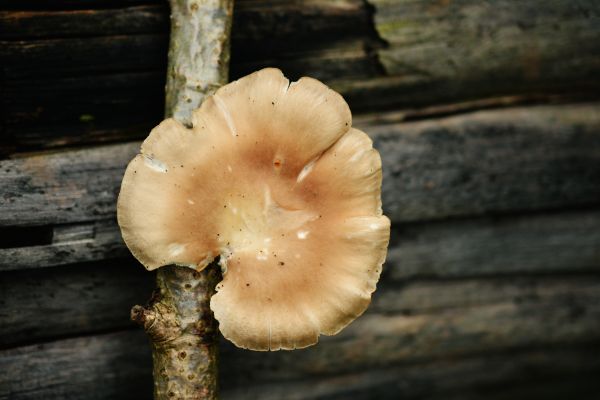 natur, blad, blomst, botanikk, tre, høst