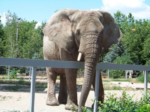 fauna silvestre,Zoo,mamífero,fauna,elefante,Animales