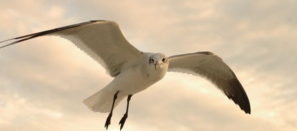 natura,uccello,ala,cielo,uccello marino,bianca