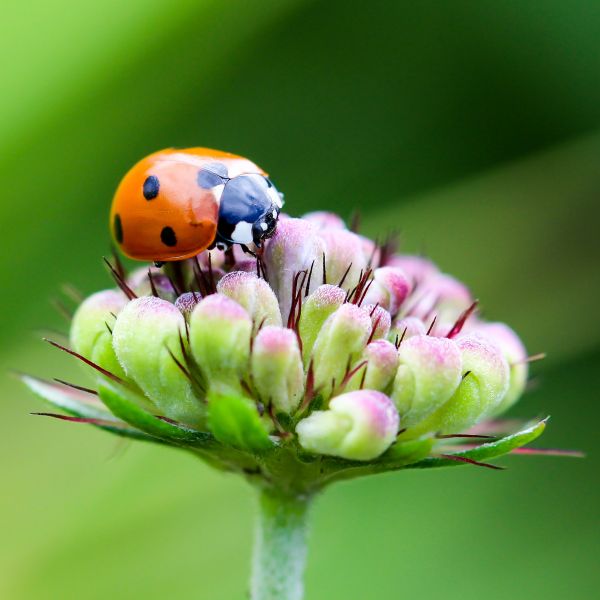 nature,photography,flower,petal,animal,green