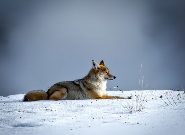 natura,la neve,inverno,animale,natura,paesaggio