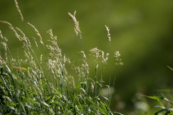 naturaleza, césped, rama, planta, agua, Rocío