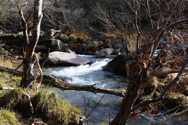 paesaggio, albero, acqua, natura, foresta, roccia