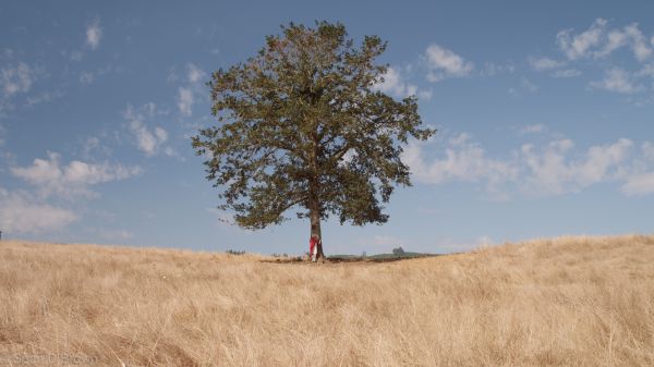 Landschaft,Baum,Gras,draussen,Wolke,Natur