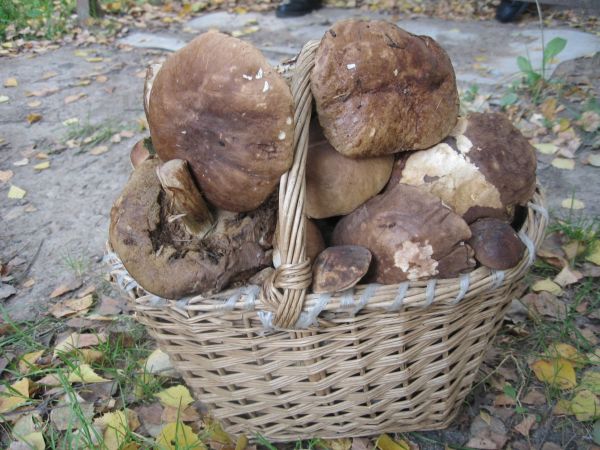 生产,蘑菇,篮,蘑菇,牛肝菌,matsutake