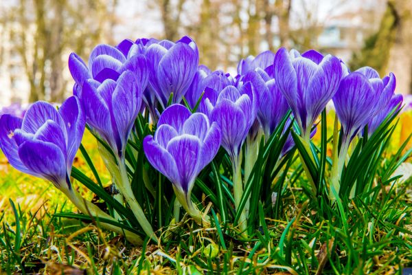 blühen,Pflanze,Blume,lila,blühen,Frühling