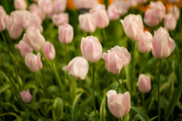 natur,bokeh,plante,blomst,kronblad,rejse