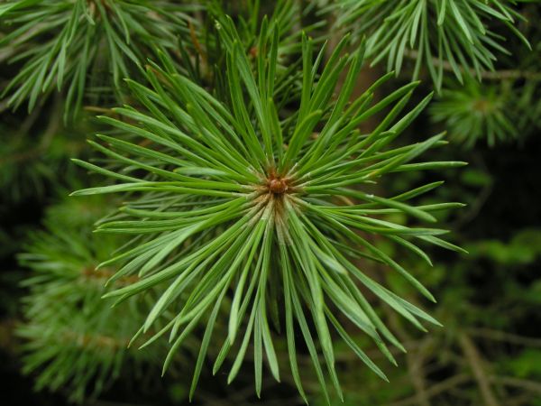 tree,branch,plant,leaf,flower,green