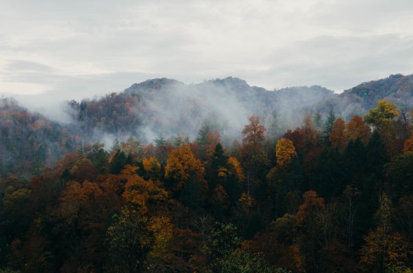 peisaj, copac, natură, pădure, pustie, Munte