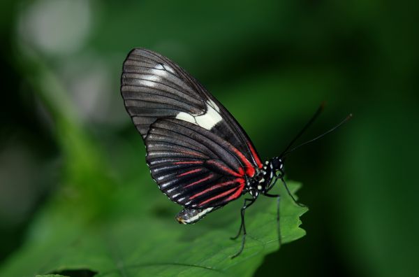 Natur,Flügel,Fotografie,Blatt,Blume,Blütenblatt