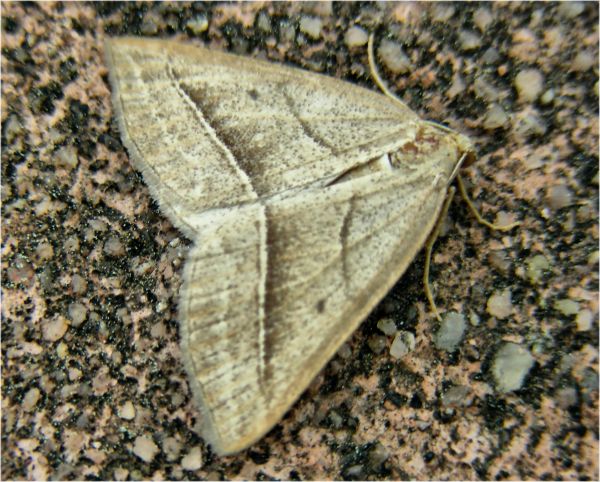 Natur,Rock,Holz,Blatt,Kofferraum,Insekt