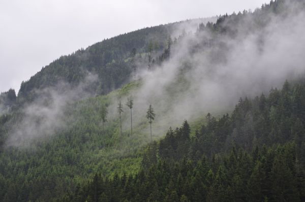 copac, natură, pădure, pustie, Munte, nor