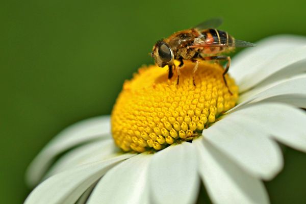 自然, 花, 工場, 写真, 花, 花弁