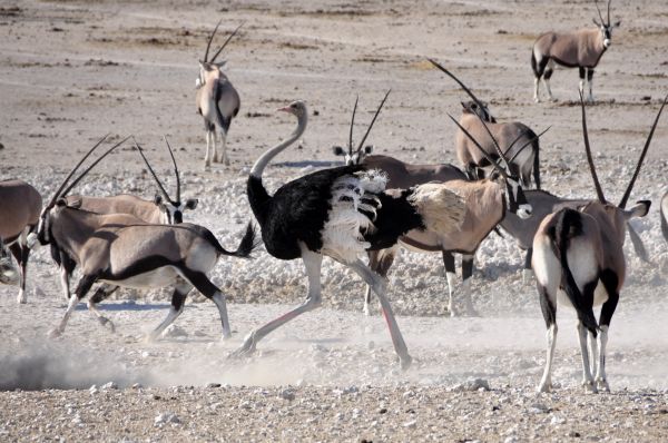 Vogel,Lauf,Abenteuer,Tier,Tierwelt,wild