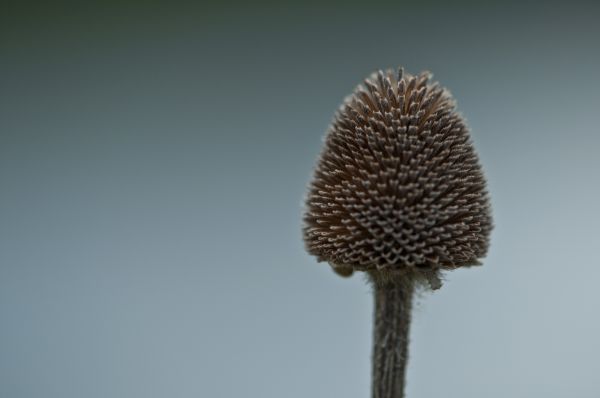 planta,hoja,flor,polen,otoño,marrón