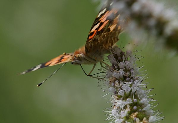 naturaleza, rama, fotografía, flor, foto, mosca