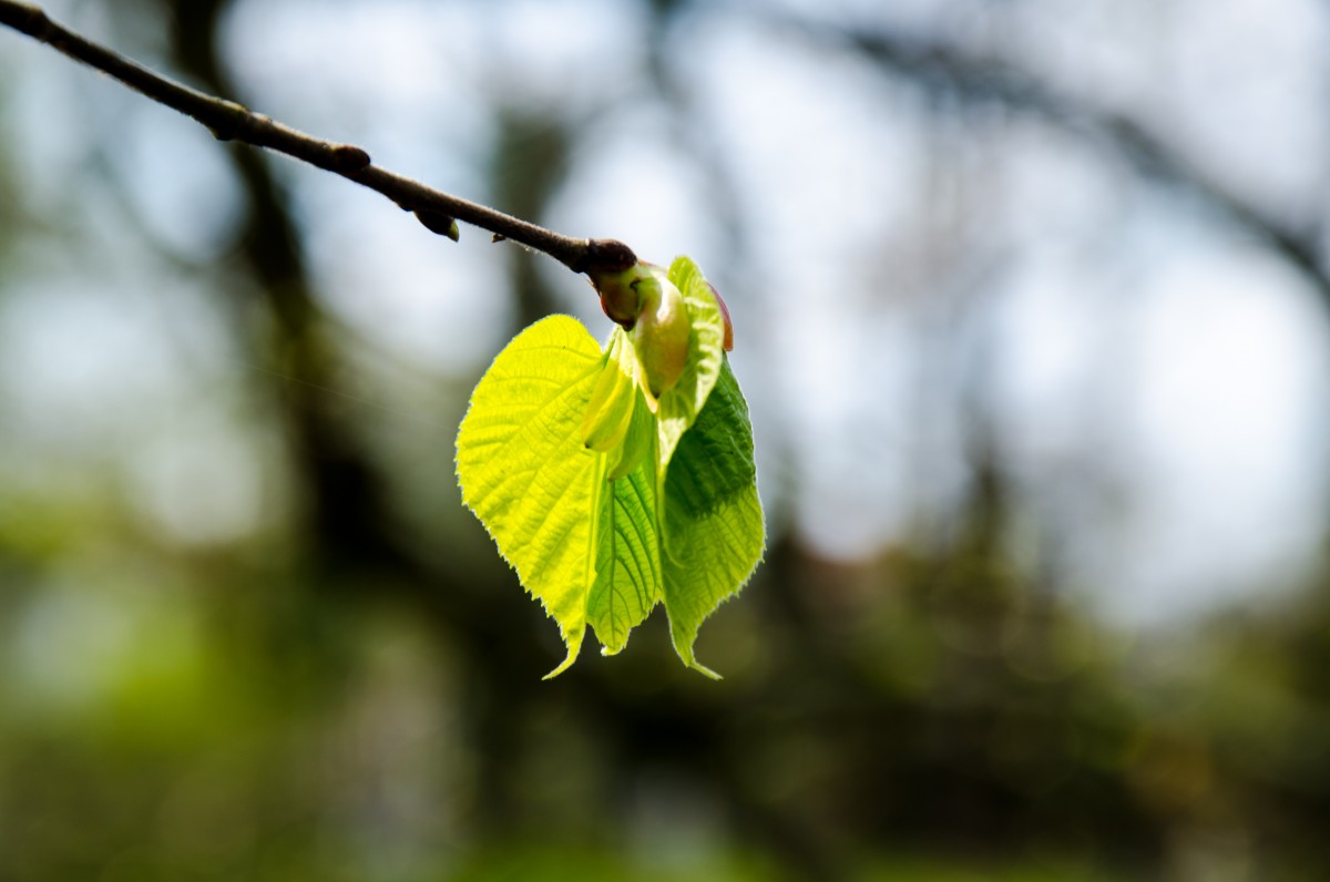 paysage, arbre, la nature, branche, fleur, nuage, plante, ciel, Soleil, Prairie, lumière du soleil, feuille, fleur, Floraison, printemps, vert, duveteux, produire, pâturage, l'automne, botanique, jaune, Fermer, flore, saison, fermer, ensoleillé, Contexte, branches, bourgeon, filigrane, Macrophotographie, Éveil printanier, dépendre, Pâturage, serre, saule pleureur, Branches suspendues, Premières feuilles, Saule chatte, Tige de plante, Plante ligneuse, Plante terrestre, Pâturage