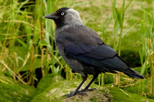 natur, fågel, djur-, vilda djur och växter, näbb, fauna