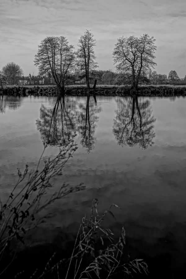 paesaggio, albero, acqua, natura, palude, ramo