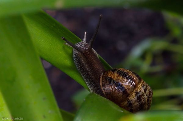 naturaleza, fotografía, foto, verde, macro, fauna