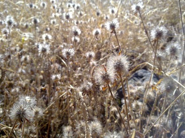 自然,草,荒野,雪,冬,工場