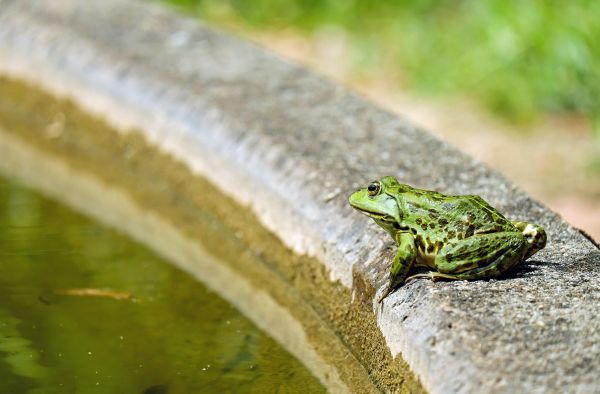 natur,dyr,dyreliv,grønn,frosk,reptil