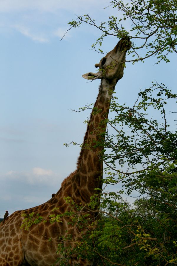 Baum,Natur,Ast,Tierwelt,Dschungel,Afrika