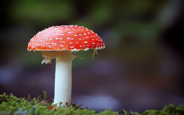 la nature,forêt,feuille,fleur,plante,la photographie