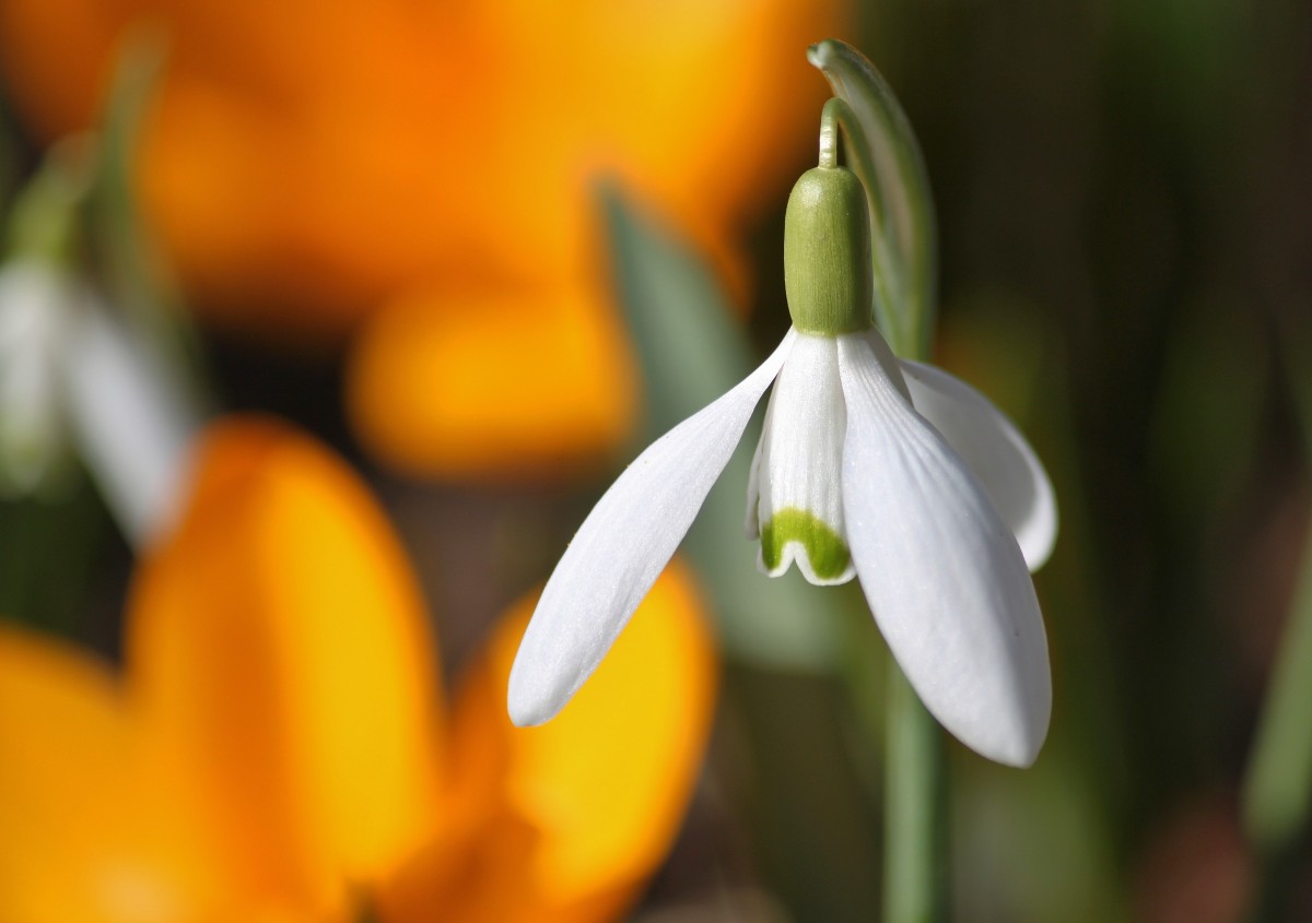 natura, fiorire, leggero, pianta, luce del sole, fiore, petalo, fioritura, polline, primavera, francobollo, macro, ombra, botanica, colorato, giallo, vicino, flora, fiori, avvicinamento, allegro, Lichtspiel, Narciso, bucaneve, giardino floreale, tenero, fiori di primavera, filigrana, Galanthus, fotografia macro, arioso, pianta fiorita, foto macro, macro fiore, staminali vegetali, impianto di terra