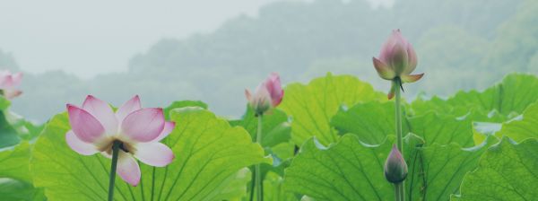 花,工場,草原,葉,花,フィールド